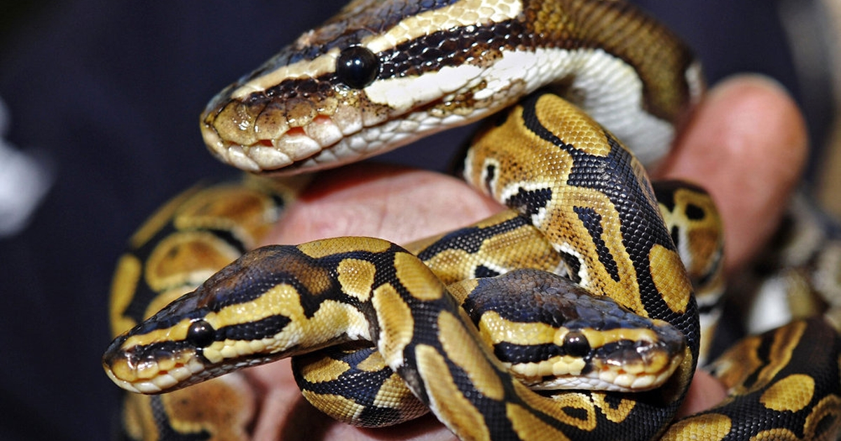 Konge Python Kongepyton er sluppet løs i Viborg
