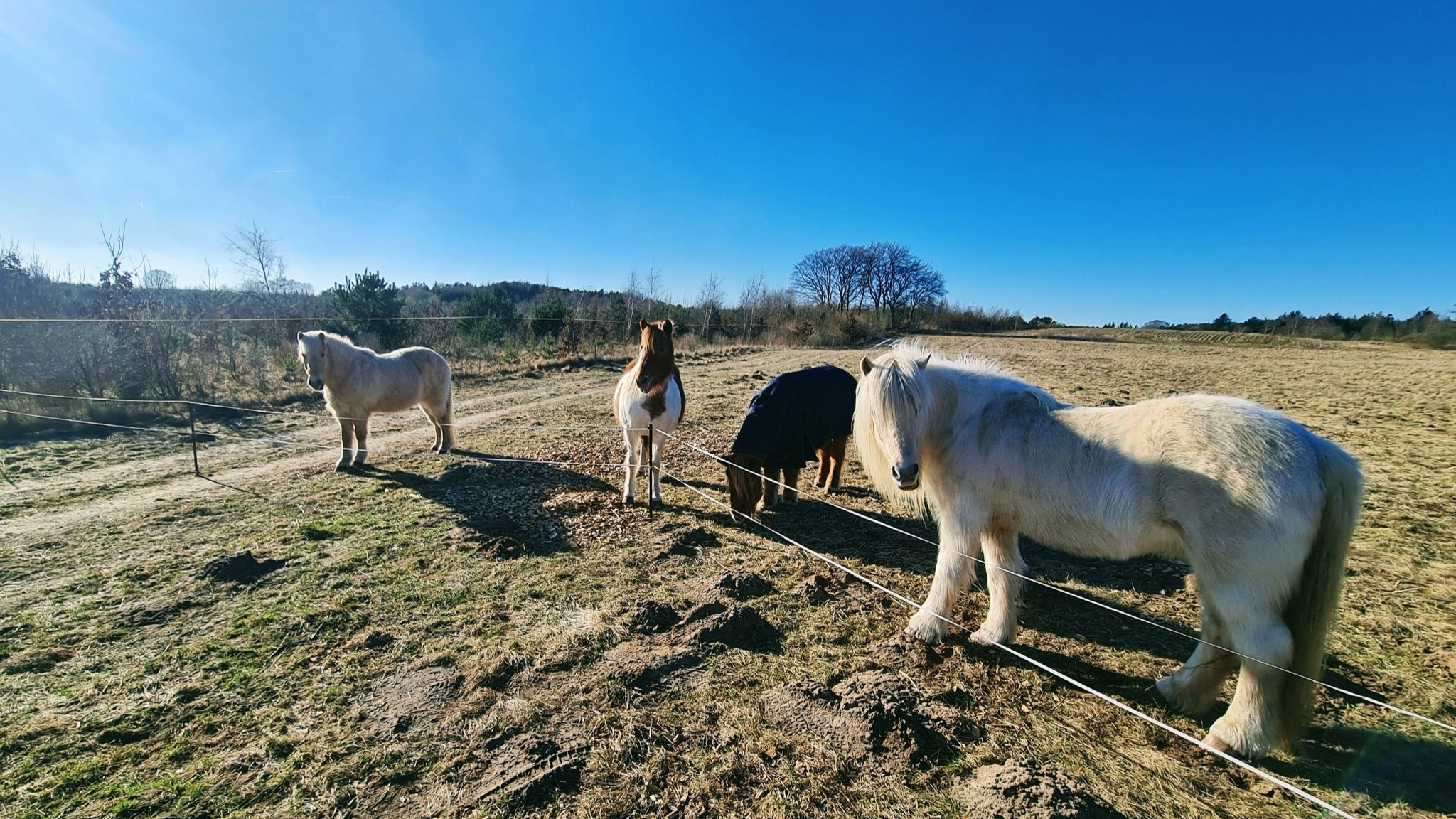 I en hesteflok er der et klart hierarki. Men som menneske er man nødt til at sørge for, at man ikke bliver løbet over ende.